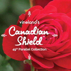 Canadian Shield Rose