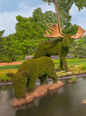 MosaiCanada Moose