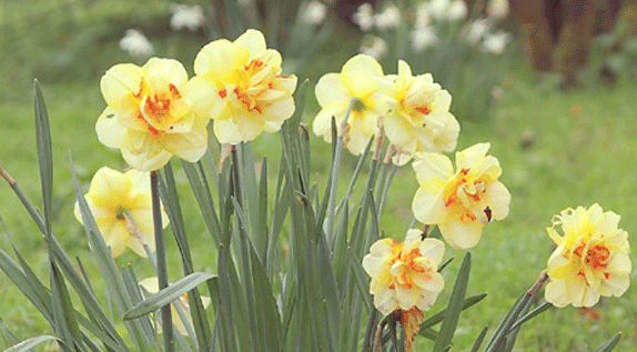 Tahiti Daffodil from The Gardener Magazine