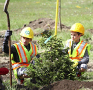 Highway of Heroes Fall Tree Planting