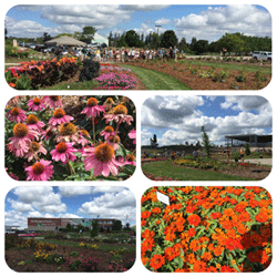 Canada Blooms Volunteer BBQ