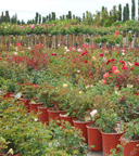 Nursery Growers 