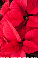 Poinsettia