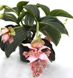 Medinilla magnifica