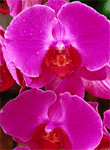 Orchids