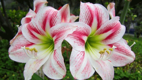 Amaryllis