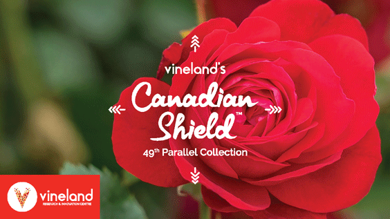 Canadian Shield Rose