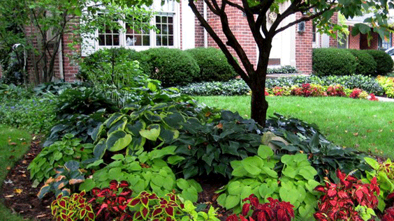 Nursery Plants in Front Yard