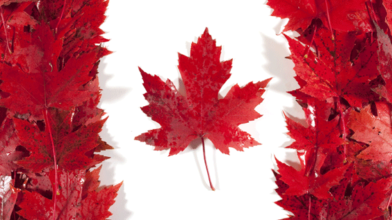Canadian Flag in Maple Leaves