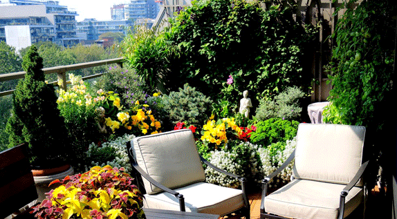 Balcony Garden from David Taylor
