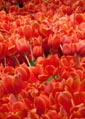 2011 Tulips - julesdesign.ca