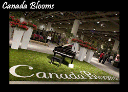 Beautiful Garden