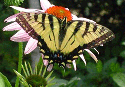 Black Walnut Gardens