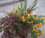 Container Gardening