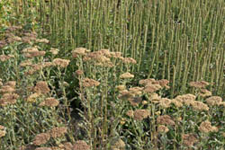 Seeds Picture